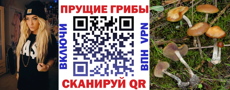 Псилоцибиновые грибы мицелий  Купить закладки  Донской 